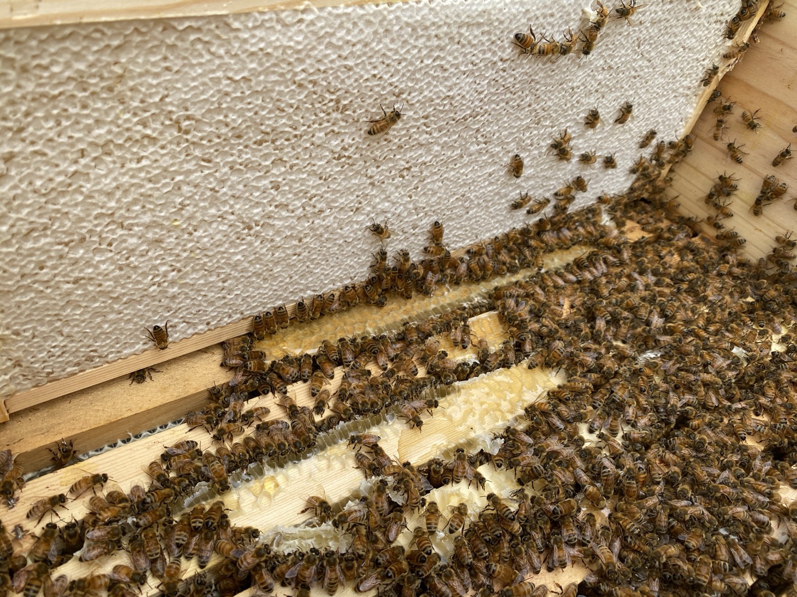 A frame of capped honeycomb, sealed cells above and open cells below